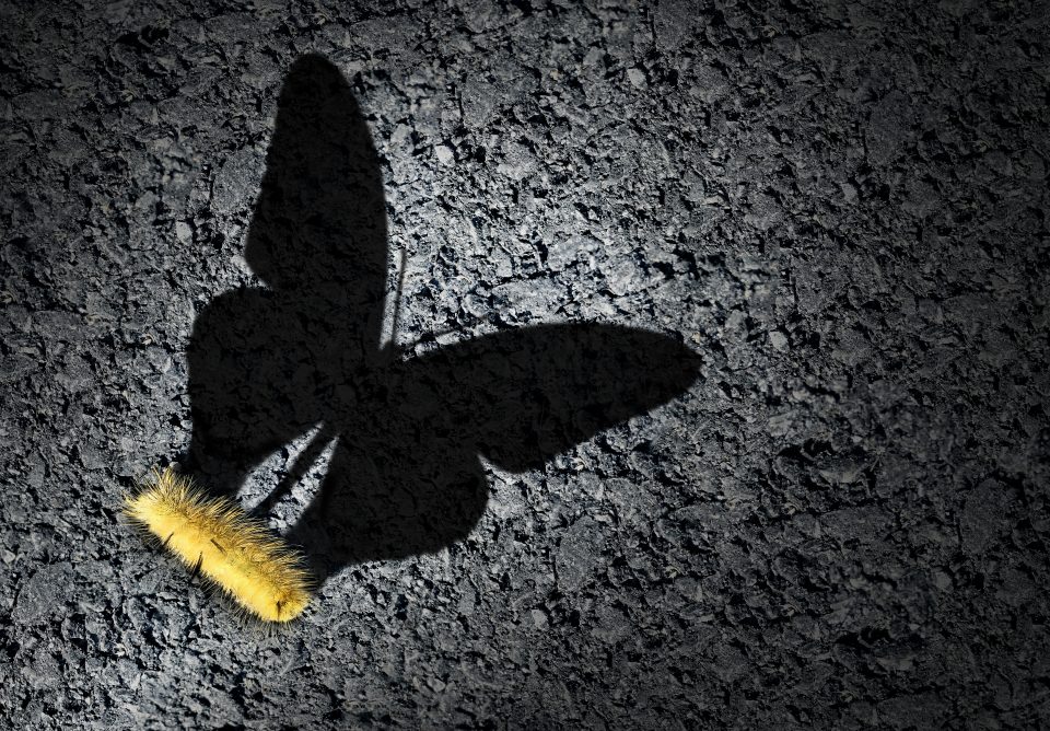 Review und Turnaround einer SAP-Transformation